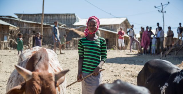 Young adolescent girl herding cattle in Amhara, Ethiopia. Photo: Nathalie Bertrams/GAGE