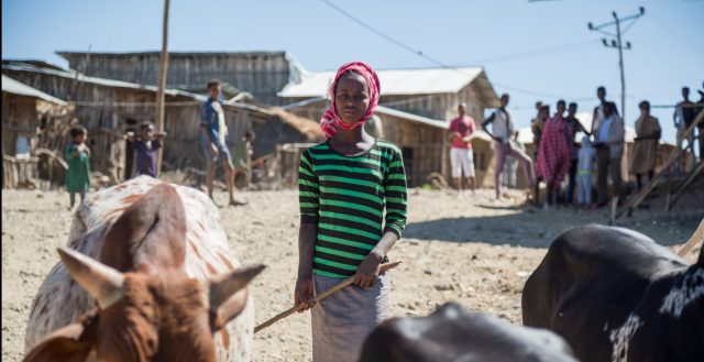 Young adolescent girl herding cattle in Amhara, Ethiopia. Photo: Nathalie Bertrams/GAGE